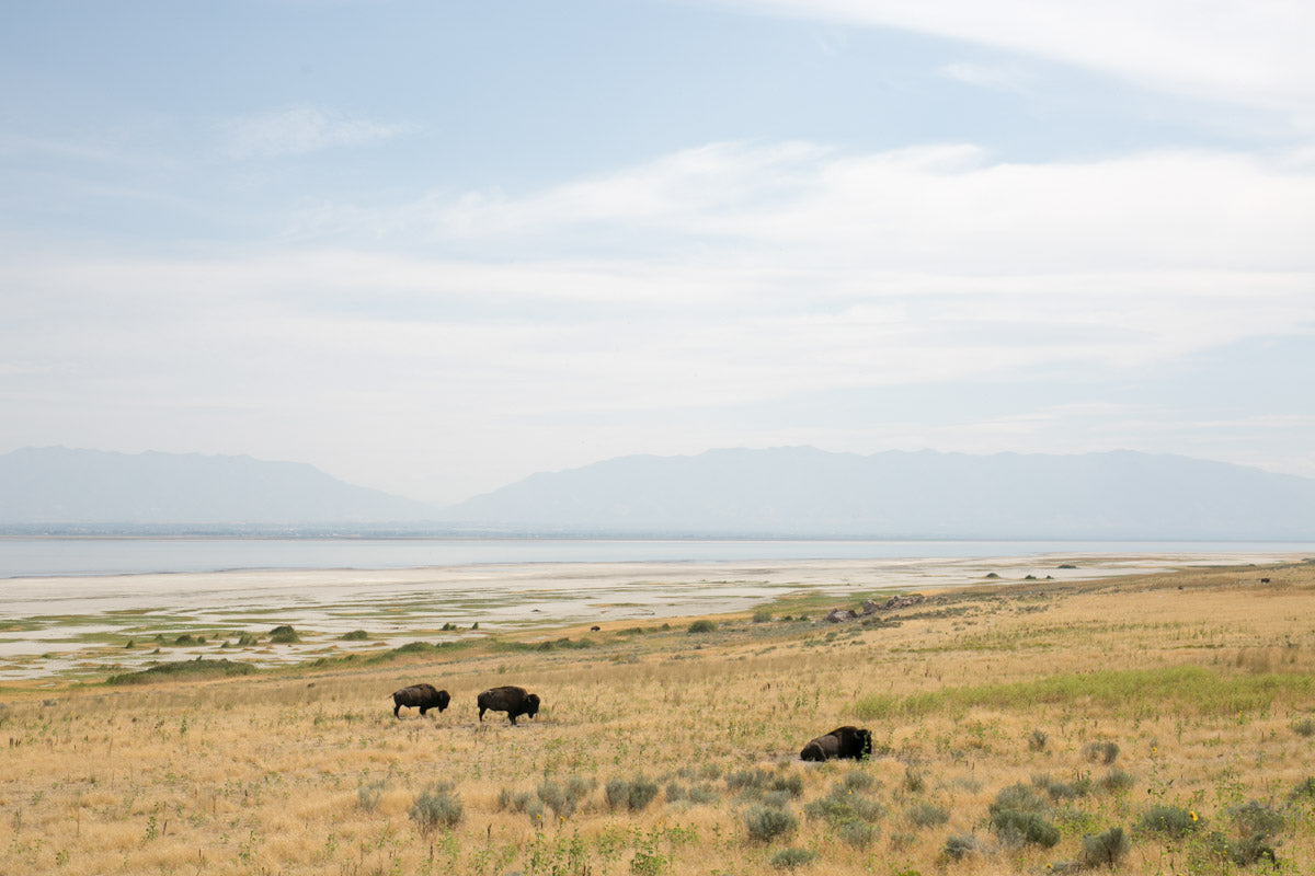 The Great American West