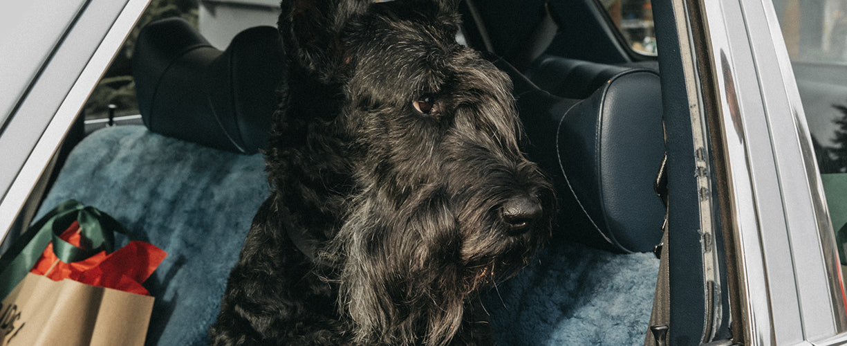 A large black dog with a wiry coat sits in the back seat of a car, looking out the open window. A shopping bag can be seen next to the dog on the seat.